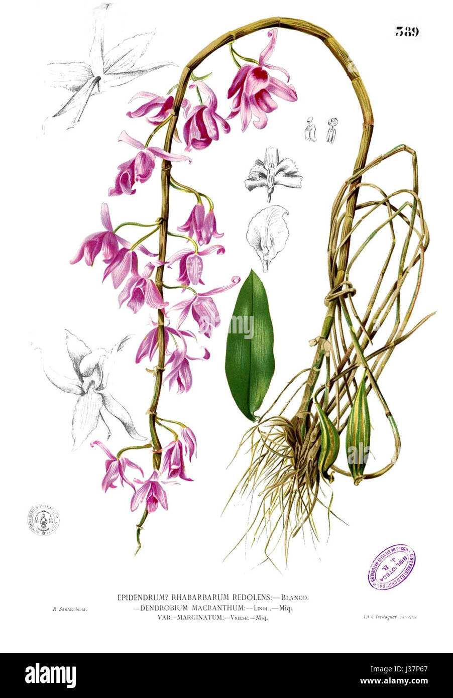 Dendrobium Anosmum Blanco2.389 Stockfoto