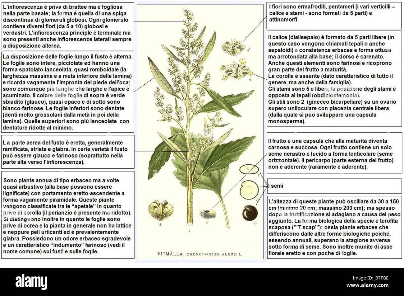 Eine botanische Beschreibung des *Chenopodium Albums*, auch bekannt als Lamb's Quarters, von Lindman, in der das Erscheinungsbild, die Wachstumsgewohnheiten und die ökologische Bedeutung detailliert beschrieben werden. Stockfoto