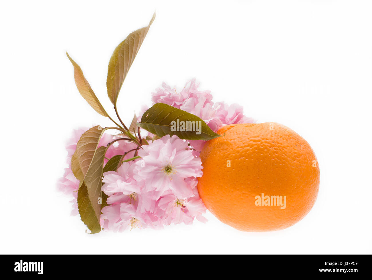 Frische Orange - Komposition auf weißem Hintergrund Stockfoto