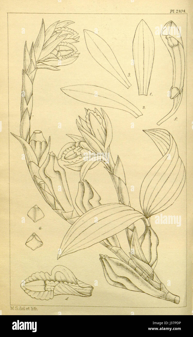 Diese botanische Illustration aus Hookers „Icones Plantarum“ zeigt die Coelogyne occultata, eine Orchideenart, die für ihre charakteristischen floralen Eigenschaften bekannt ist, als Teil eines detaillierten botanischen Katalogs. Stockfoto