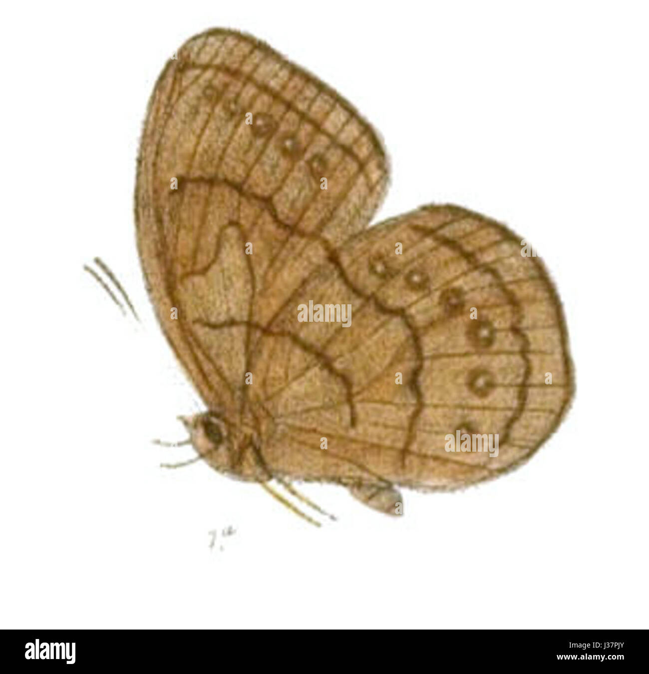 CleromeArcesilaus162 1a Stockfoto