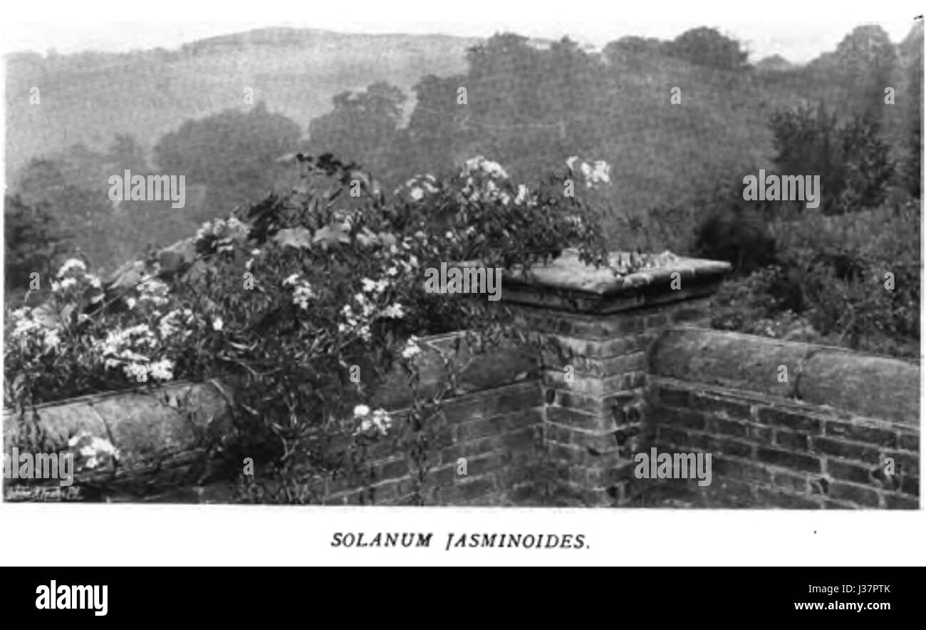 Dieses Stück zeigt die lebendige Verwendung von Farben in einem Blumengarten und betont die natürliche Schönheit und Vielfalt der Pflanzenwelt. Die Darstellung hebt die üppigen Texturen und satten Töne der blühenden Blumen hervor. Stockfoto