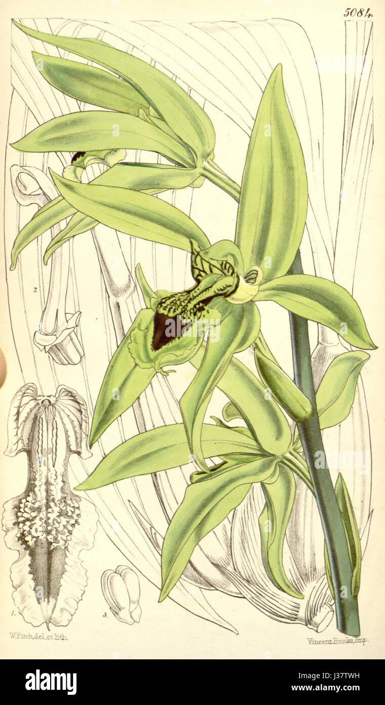 Coelogyne Pandurata Curtis' 84 (ser. 3 Nr. 14) pl. 5084 (1858) Stockfoto