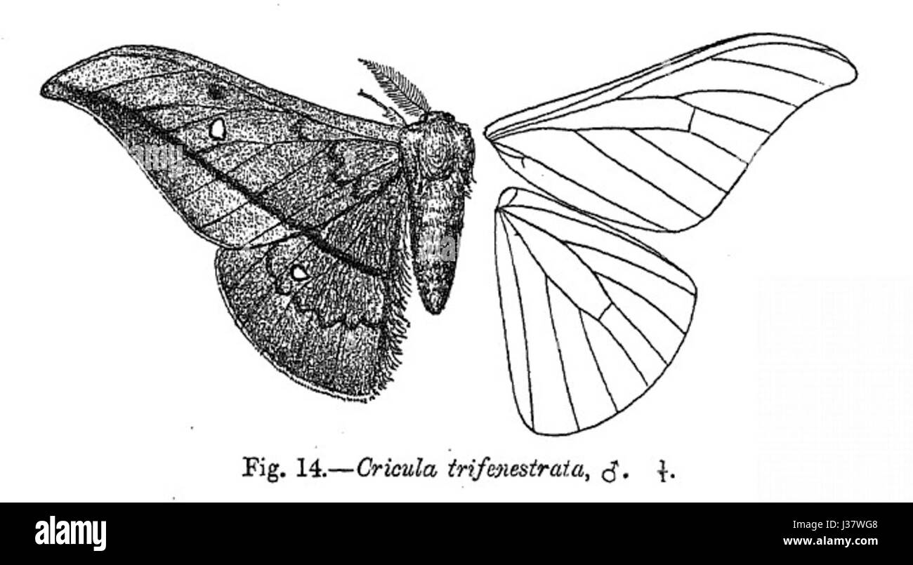 Cricula trifenestrata ist eine Art von Motten, die für ihr ausgeprägtes Aussehen und ihre geografische Verbreitung bekannt ist. Sie ist in verschiedenen Regionen Asiens zu finden und zeichnet sich durch ihre auffällige Färbung und Größe aus. Stockfoto