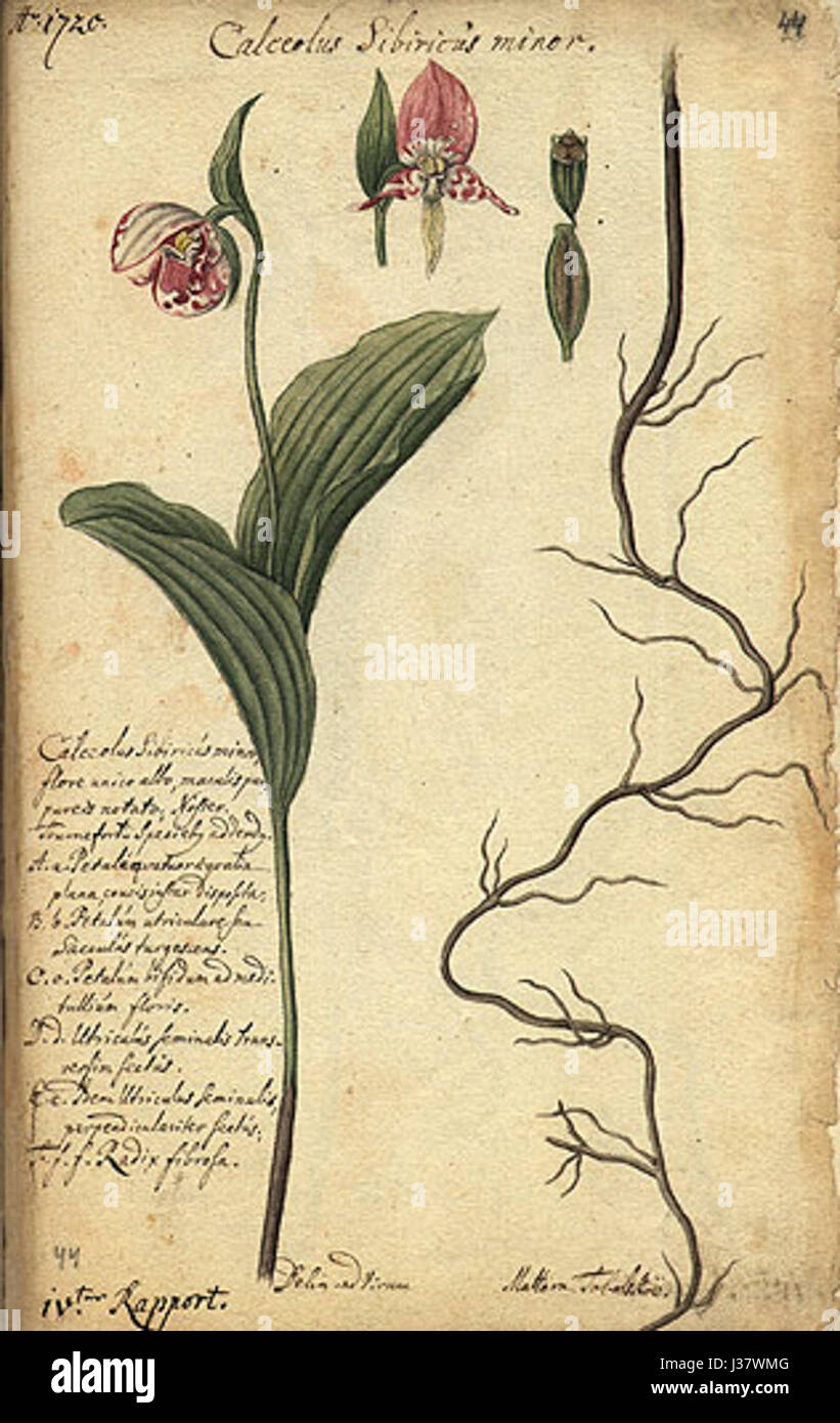 Cypripedium guttatum, auch bekannt als der gefleckte Damenschuh, ist eine in Nordamerika heimische Orchideenart. Sie ist bekannt für ihre charakteristischen gefleckten Blütenblätter und ihre einzigartige Blütenstruktur, was sie zu einer bedeutenden Art für botanische Studien und Erhaltung macht. Stockfoto