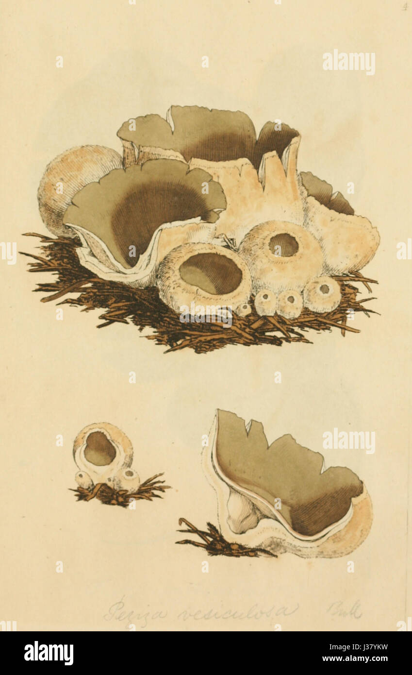 Dieses Bild stammt von „farbigen Figuren englischer Pilze“, einem botanischen Werk aus dem frühen 19. Jahrhundert, das detaillierte Illustrationen verschiedener Pilzarten in England zeigt. Das Buch präsentiert die lebendigen und komplizierten Eigenschaften von Pilzen und trägt zum Studium der Botanik und Mykologie bei. Stockfoto