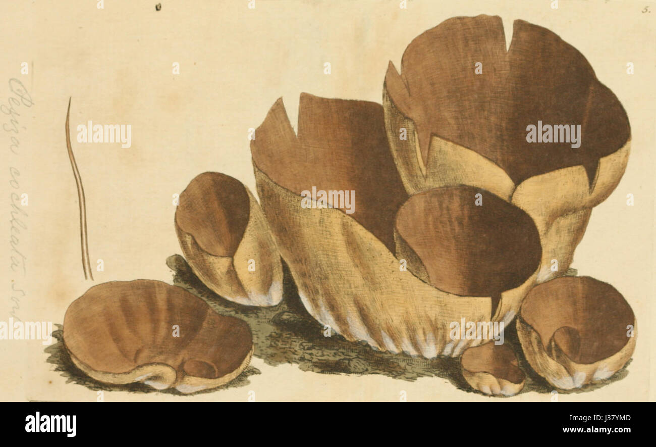Farbige Abbildungen der englischen Pilze oder Champignons t 5 Stockfoto