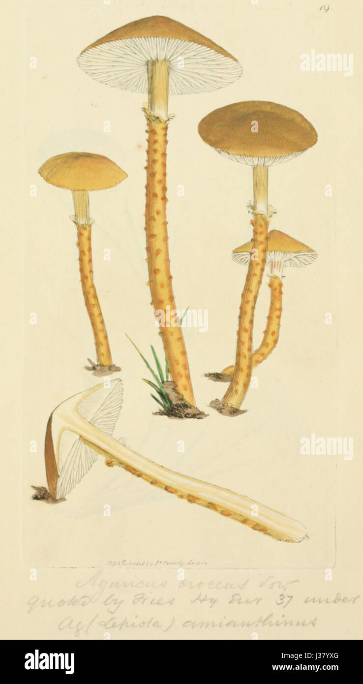 Dies ist ein botanisches Werk, das detaillierte Abbildungen verschiedener Pilzarten zeigt, die in England heimisch sind. Die Bilder sind wissenschaftlich genau und zeigen die Vielfalt der Pilze in der Region. Stockfoto