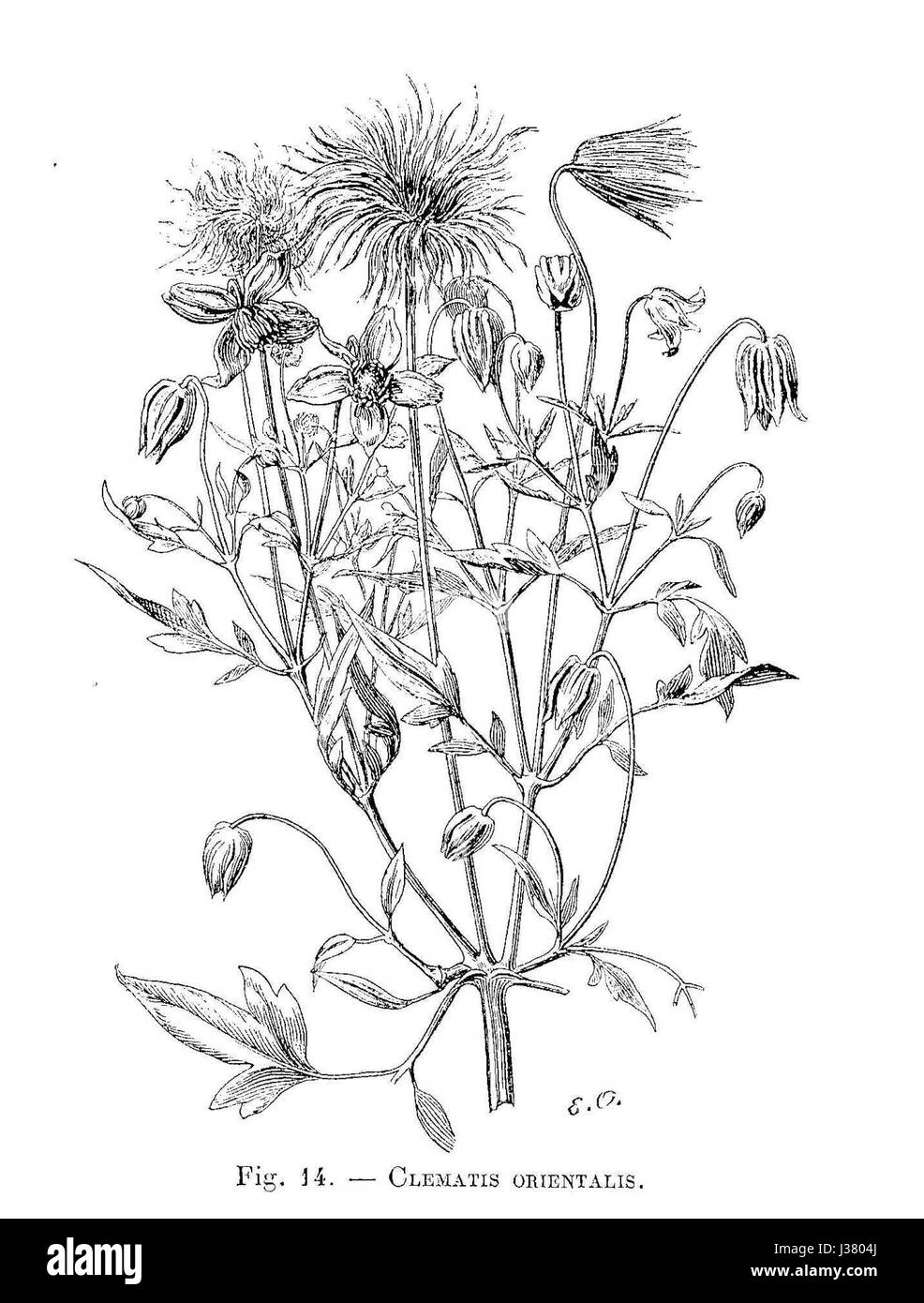 Clematis orientalis ist eine blühende Pflanzenart aus der Familie der Butterblumen. Die eleganten, dekorativen Blumen stammen aus Teilen Asiens und Europas, die oft in Gärten wegen ihres auffälligen Aussehens zu sehen sind. Stockfoto