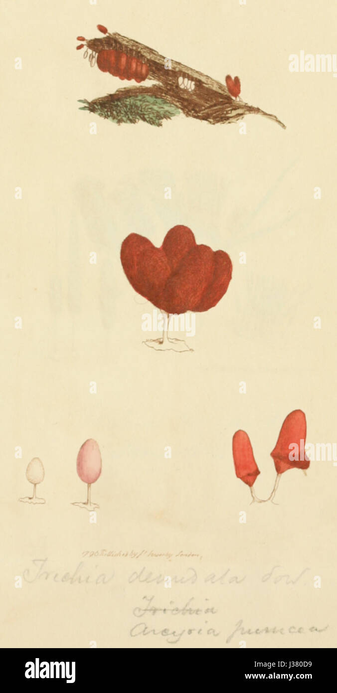 Platte 49 aus „farbige Figuren englischer Pilze oder Pilze“ zeigt detaillierte Abbildungen einer Vielzahl von in England heimischen Pilzarten mit Schwerpunkt auf botanischer Genauigkeit. Stockfoto