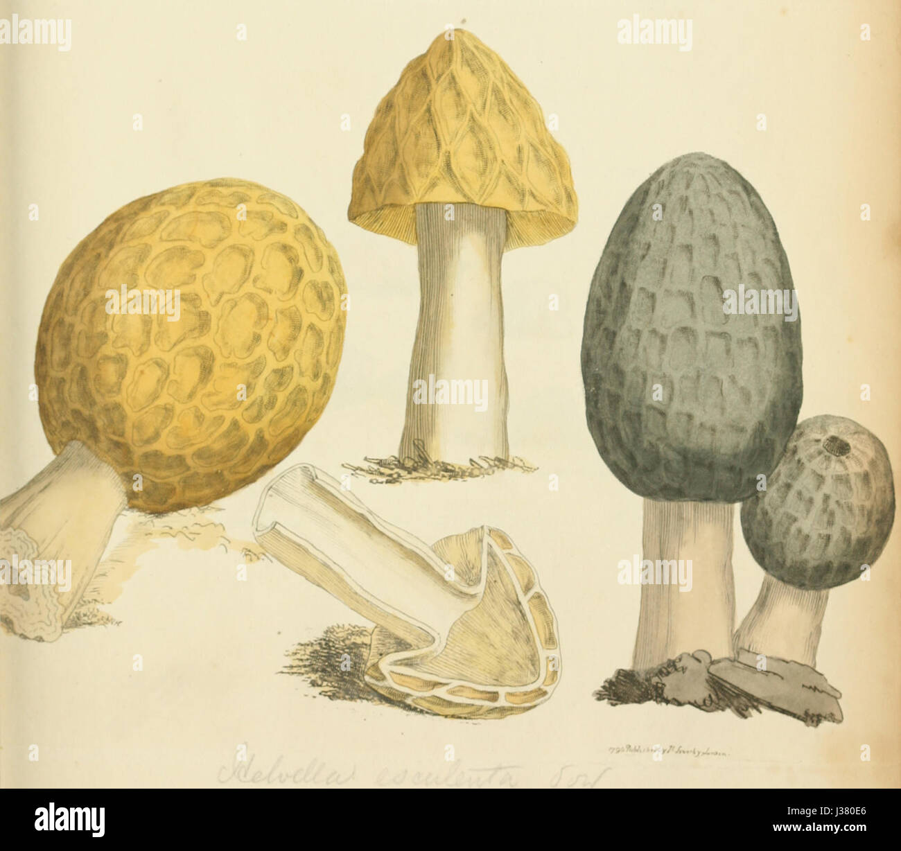 Dieses Illustrationsset zeigt detaillierte Darstellungen verschiedener in England heimischer Pilzarten. Die Arbeit bietet eine wissenschaftlich genaue Darstellung von Pilzen, die ihre vielfältigen Formen und ihre ökologische Bedeutung innerhalb englischer Lebensräume darstellen. Stockfoto