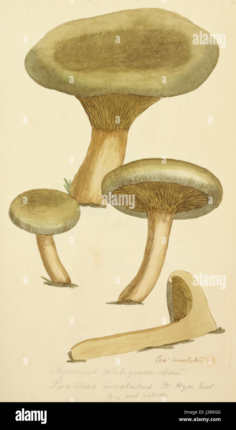 Farbige Abbildungen der englischen Pilze oder Champignons t 56 Stockfoto