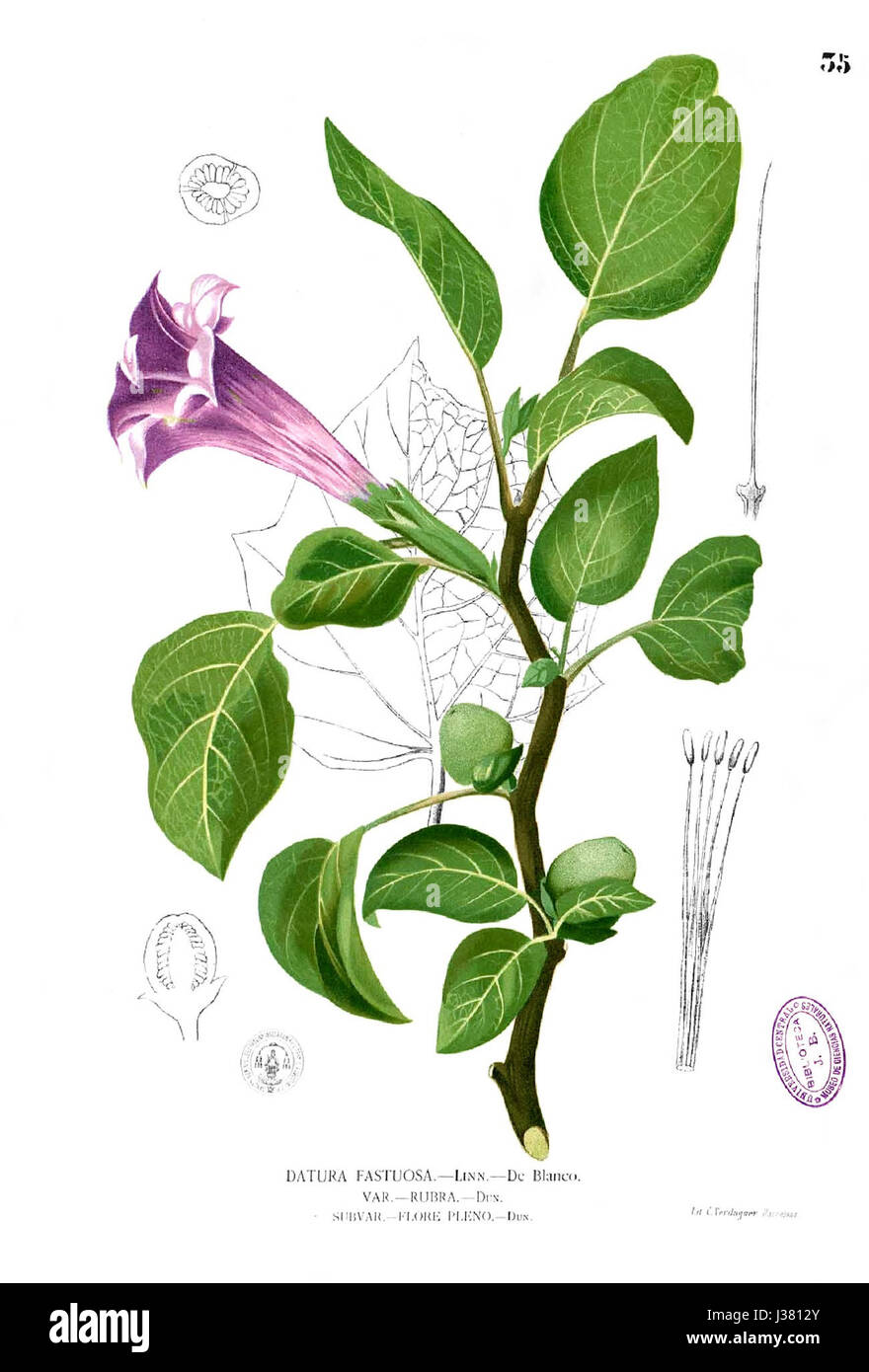 Datura Metel Blanco1.35 Stockfoto