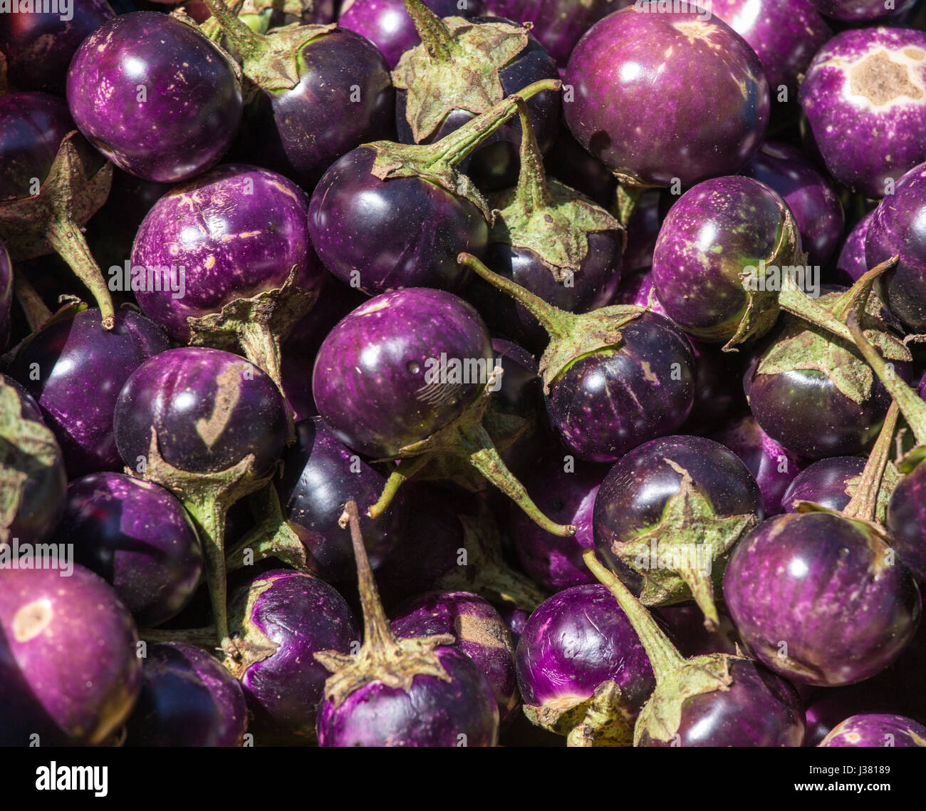 Sorten von Runde Auberginen als A Hintergrund Stockfoto