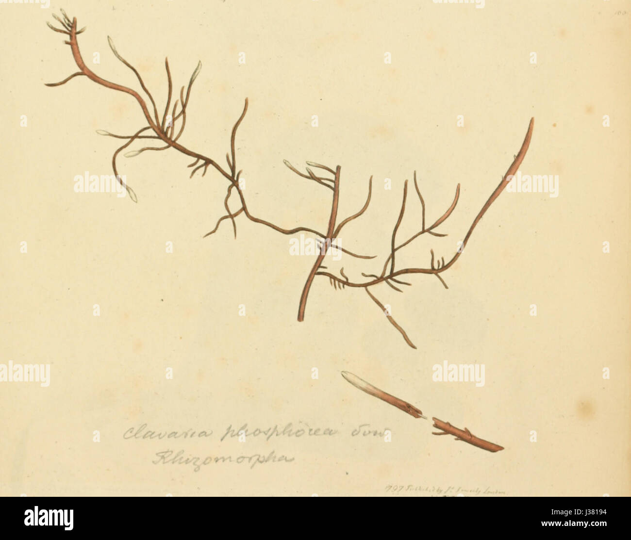 Eine Illustration aus „farbigen Figuren englischer Pilze oder Pilze“, Platte 100, die die detaillierte Darstellung einer bestimmten Pilzart zeigt und den Beitrag der Arbeit zur Mykologie unterstreicht. Stockfoto