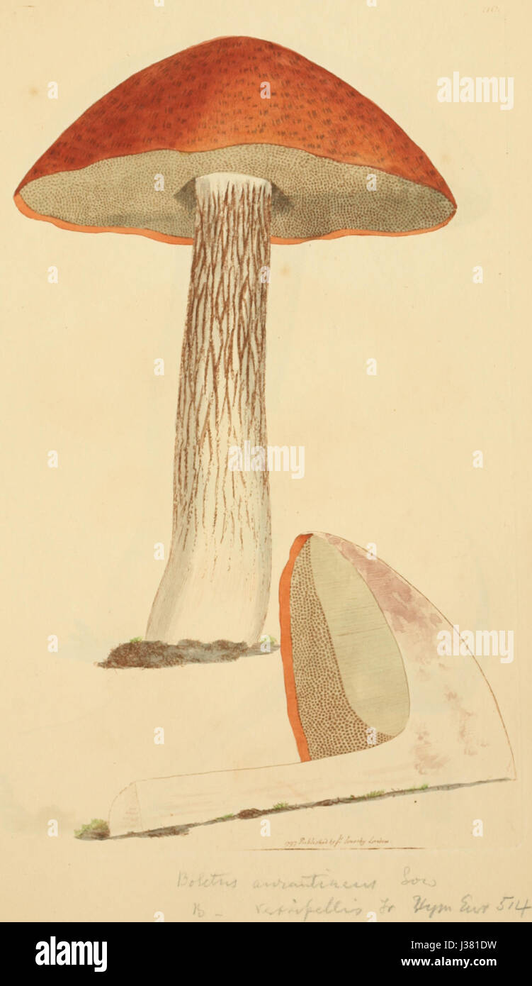„Farbige Figuren englischer Pilze oder Pilze“ ist ein illustriertes botanisches Werk, das verschiedene in England gefundene Pilzarten beschreibt und wissenschaftliche Darstellungen und Beschreibungen zur Identifizierung liefert. Stockfoto