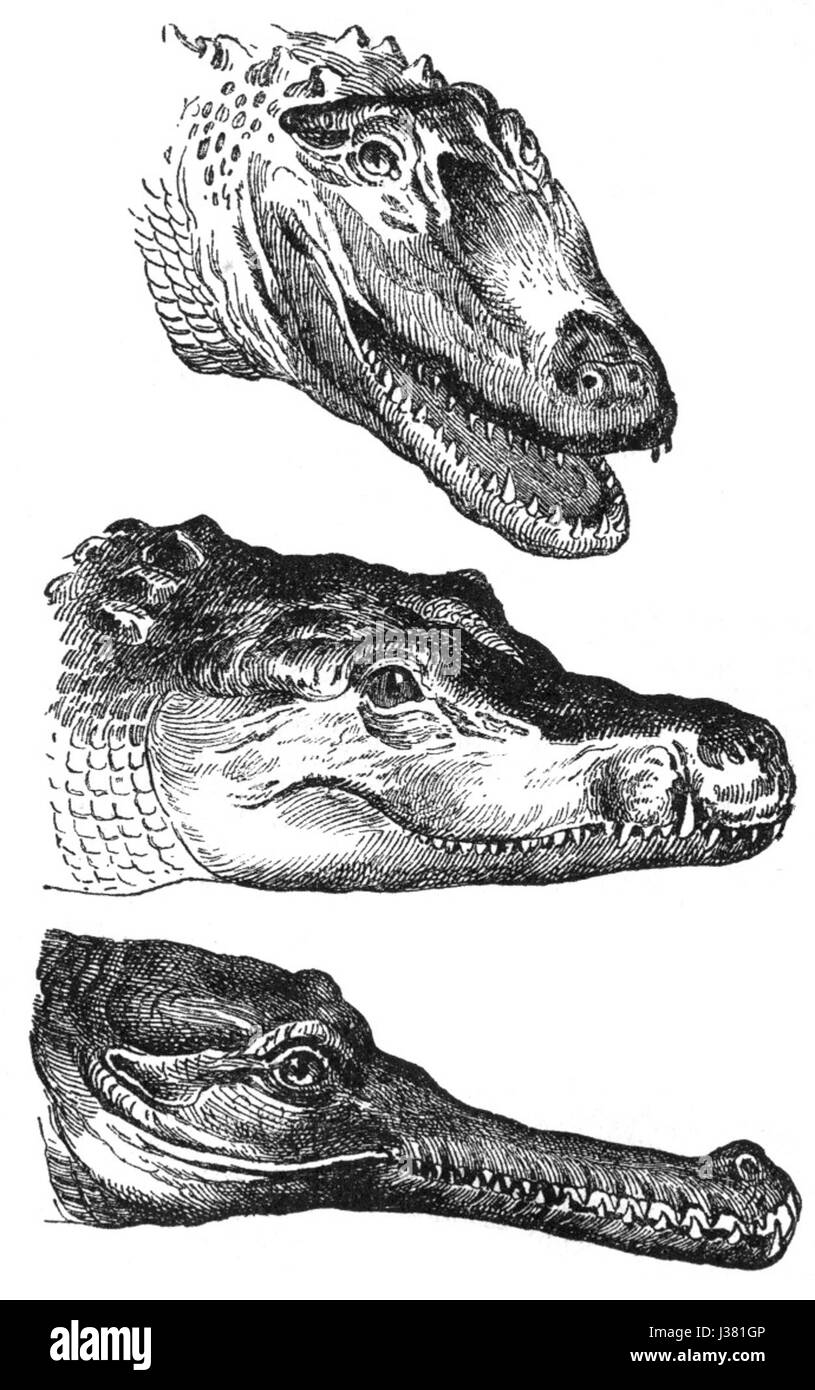 Diese Zeichnung zeigt ein Mitglied der Familie der Crocodylidae, eine Gruppe großer Reptilien, die Krokodile und Alligatoren umfasst. Die Abbildung zeigt die Merkmale und Eigenschaften dieser mächtigen Raubtiere. Stockfoto