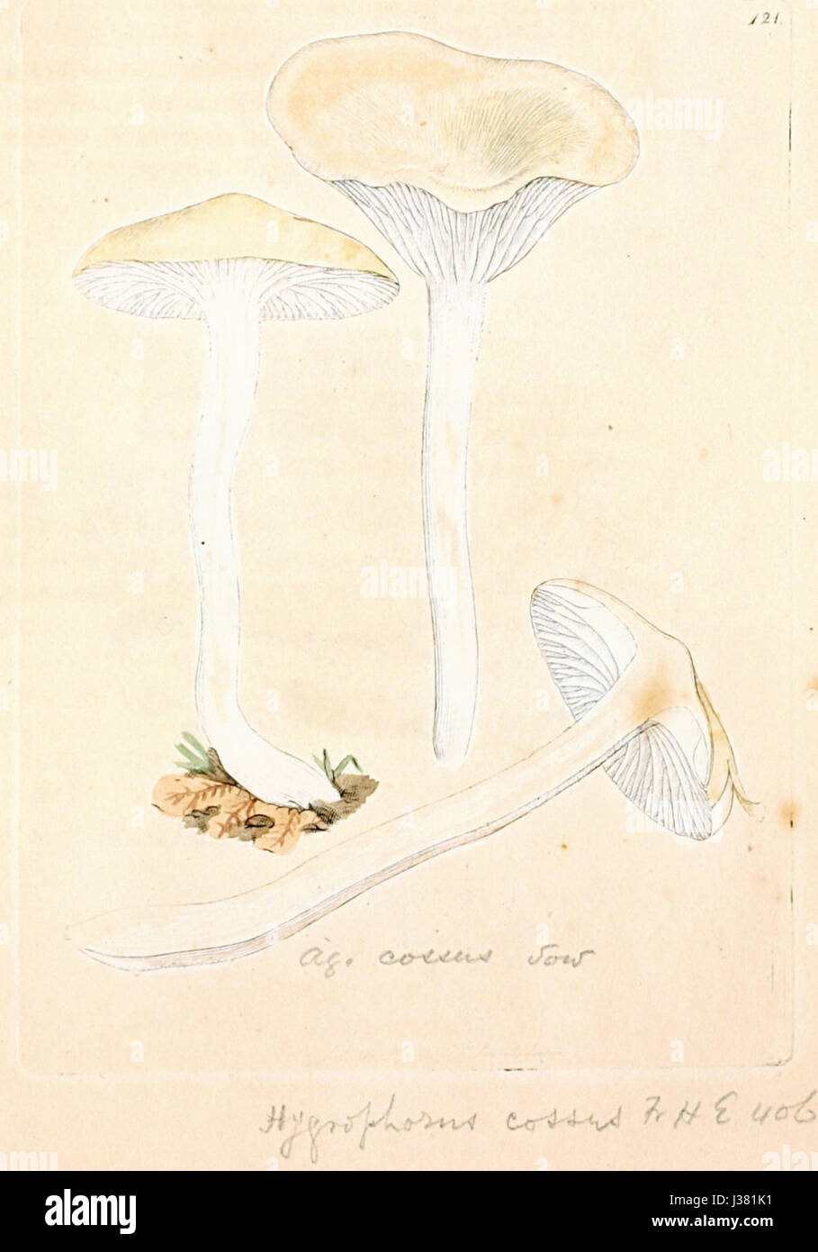 Dieser Titel bezieht sich auf eine Illustrationstafel aus dem botanischen Werk „farbige Figuren englischer Pilze oder Pilze“, das sich auf die wissenschaftliche Darstellung von Pilzen in England konzentriert. Stockfoto