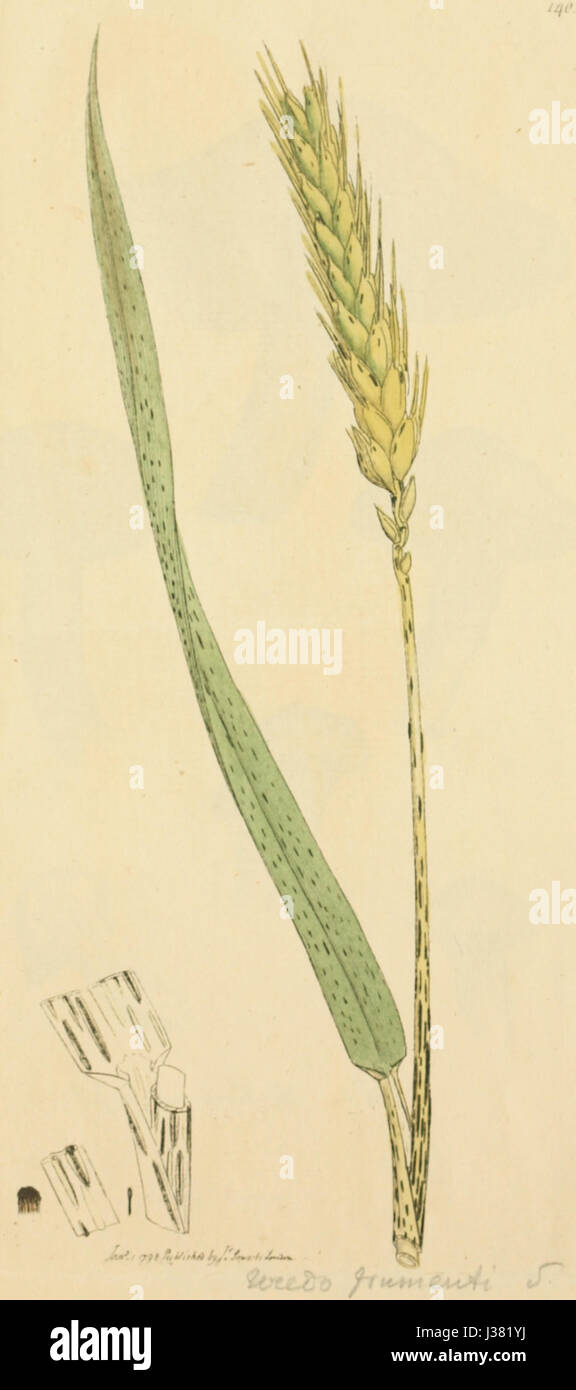 „Farbige Figuren englischer Pilze oder Pilze“ ist eine botanische Illustrationsserie, die verschiedene Pilzarten in lebendiger Farbe zeigt. Die Arbeit bietet detaillierte Darstellungen englischer Pilze und Pilze, die zum Gebiet der Mykologie beitragen. Stockfoto