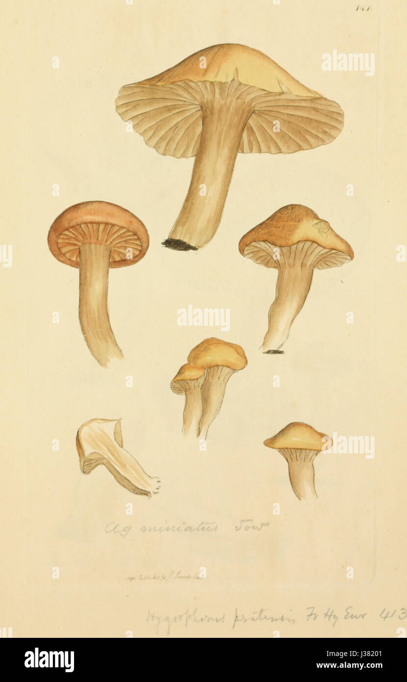 Diese 141. Platte aus der Serie „farbige Figuren englischer Pilze oder Pilze“ bietet detaillierte Abbildungen verschiedener Pilzarten, die zum Studium der britischen Mykologie beitragen. Stockfoto