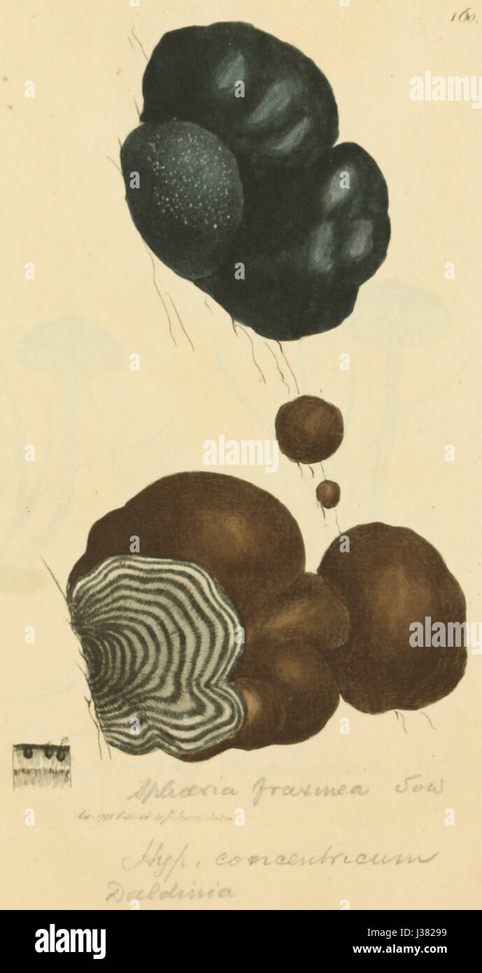 „Farbige Figuren englischer Pilze oder Pilze“ aus dem 19. Jahrhundert zeigt detaillierte Darstellungen verschiedener Pilzarten mit Schwerpunkt auf ihren natürlichen Formen, die für wissenschaftliche und botanische Studien nützlich sind. Stockfoto