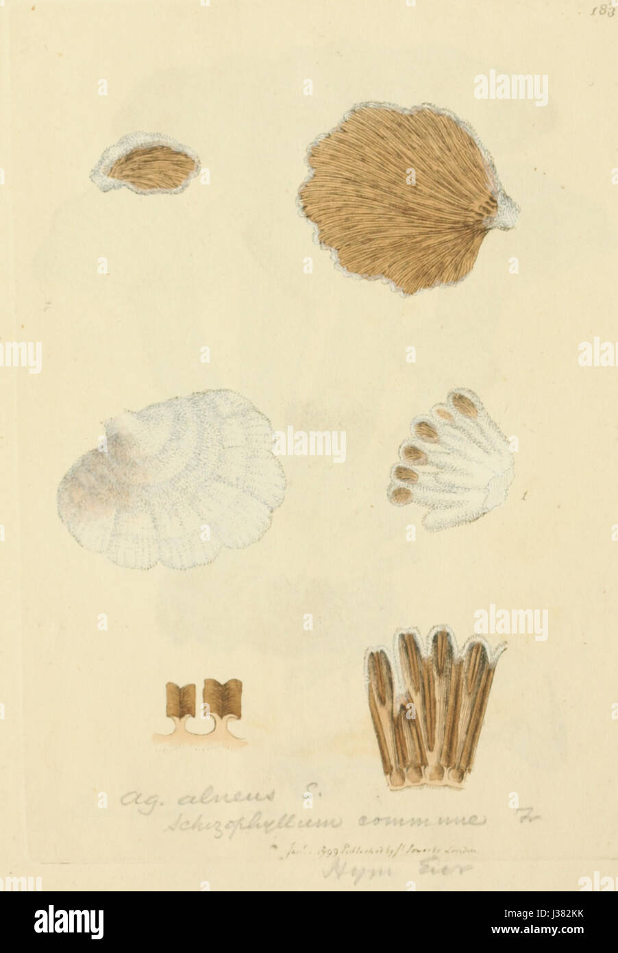 „Coloured Figures of English Fungi“ ist ein 1837 veröffentlichtes wissenschaftliches Werk mit detaillierten Illustrationen verschiedener Pilze, die in England gefunden wurden. Es ist eine wertvolle Ressource für die Botanik und die Erforschung von Pilzen im 19. Jahrhundert. Stockfoto