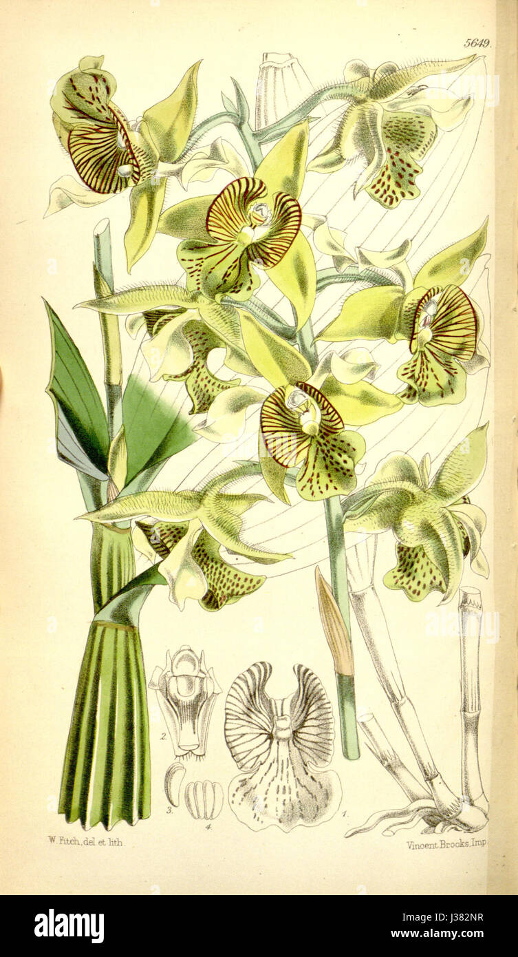 Dendrobium Macrophyllum (als Dendrobium Macrophyllum, var. Veitchianum) Curtis' 93 (ser. 3 Nr. 23) pl. 5649 (1867) Stockfoto