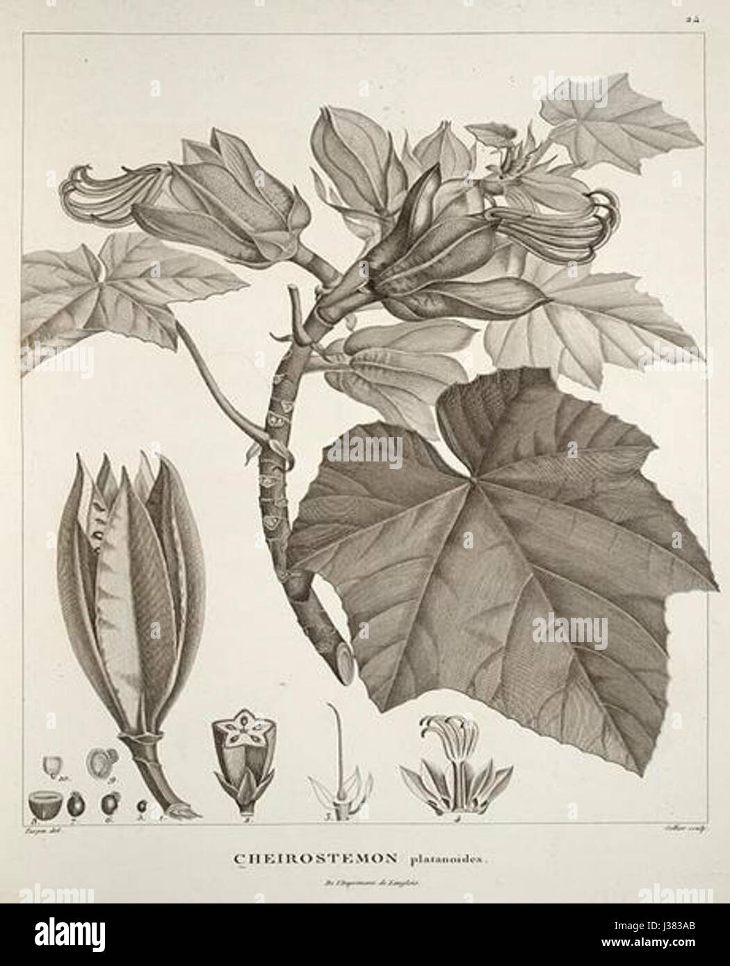 Chiranthodendron pentadactylon, auch bekannt als „Monkey's Hand Tree“, ist eine in Mexiko heimische Art. Seine einzigartigen, handgeformten Blüten machen ihn zu einem bemerkenswerten Exemplar in der botanischen Forschung und zu einem visuellen Motiv für die Fotografie, insbesondere in monochromen Stilen. Stockfoto