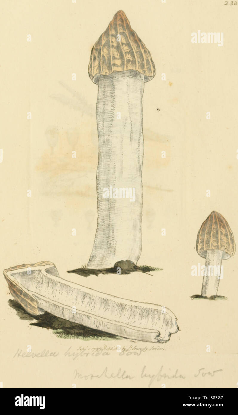 Diese Arbeit zeigt eine Illustration englischer Pilze oder Pilze, die die natürliche Vielfalt der Pilze in England betont, die in einer botanischen Studie farbig dargestellt wird. Stockfoto