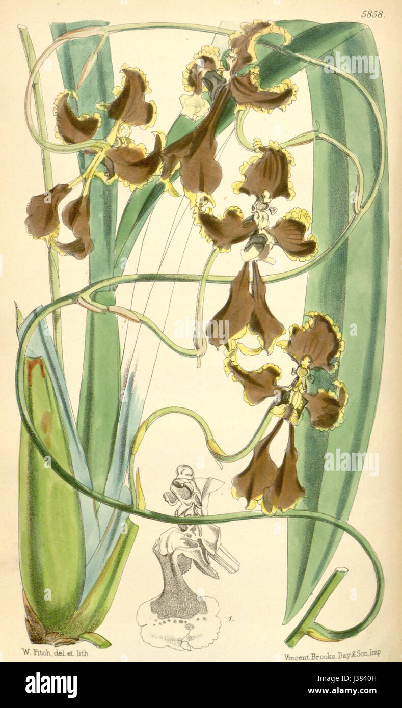 Diese botanische Illustration aus Curtis' zeigt das Cyrtochilum cryptocopis, eine Orchideenart, die einst als Oncidium cryptocopis klassifiziert wurde. Die Platte bietet eine detaillierte visuelle Dokumentation der charakteristischen Merkmale dieser Blume. Stockfoto