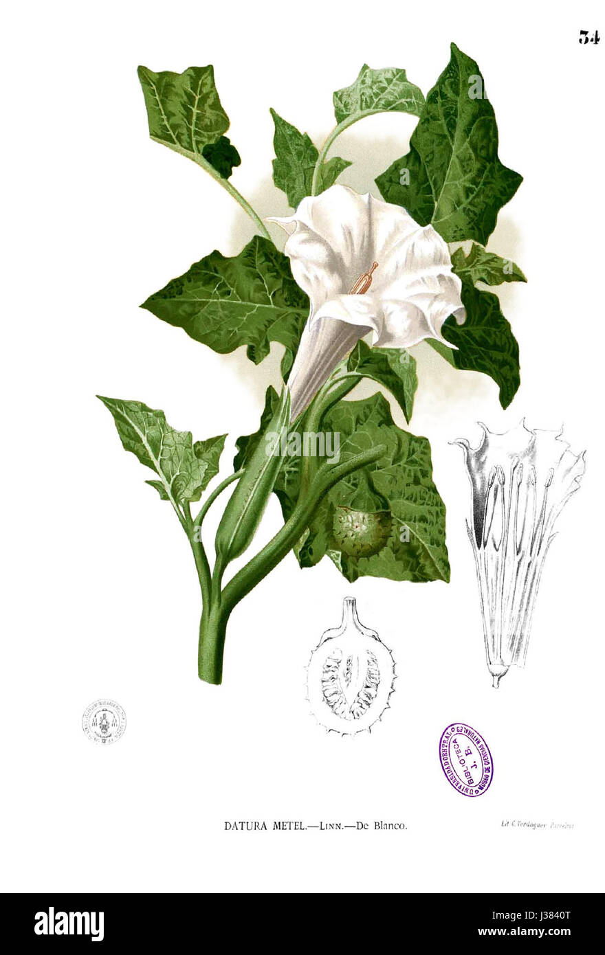 Datura Metel Blanco1.34 Stockfoto