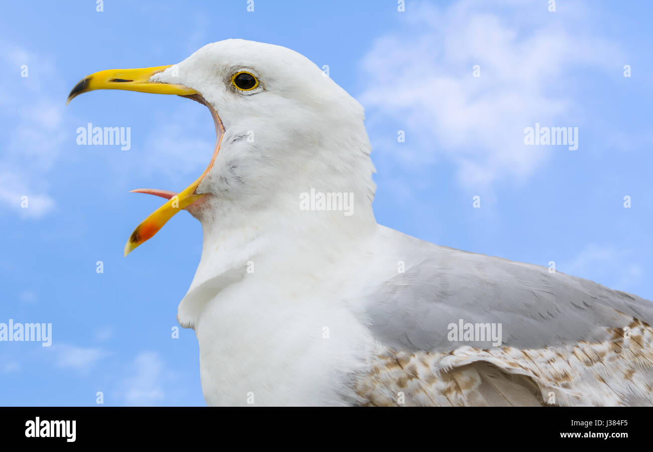 Seagull ruft mit seinem Mund weit offen. Stockfoto