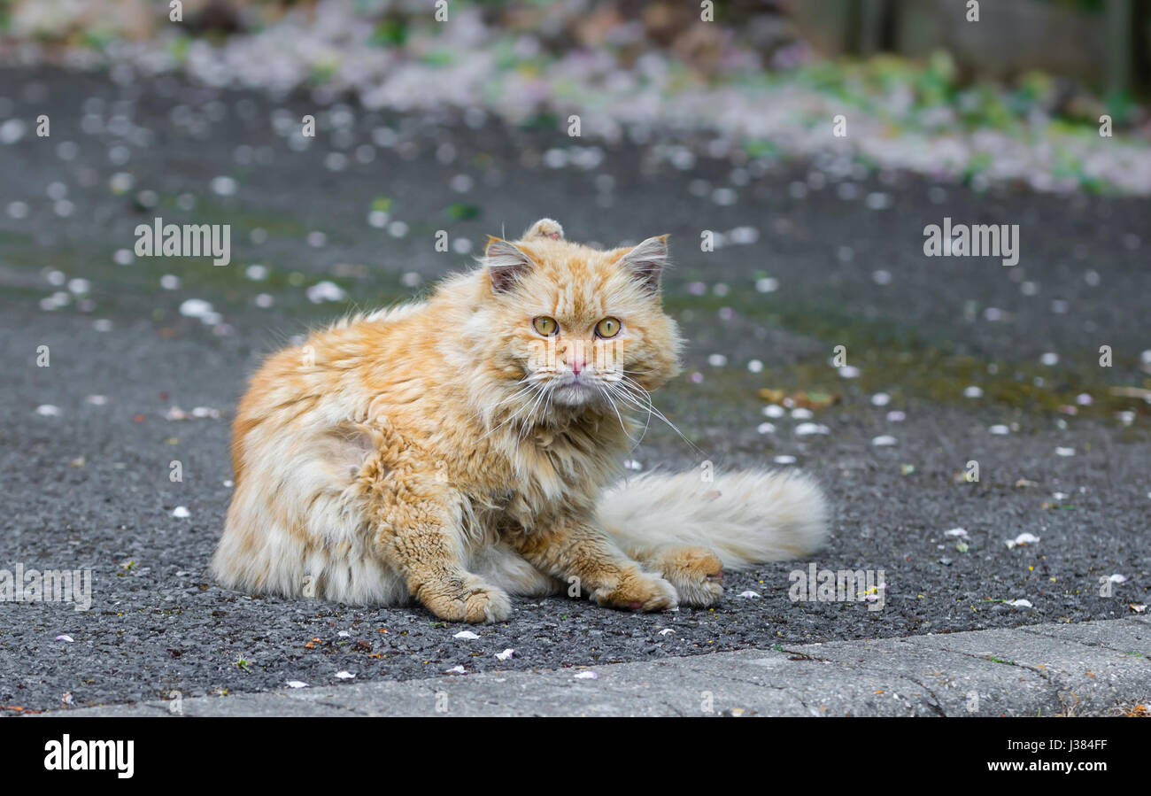 Süße kuschelige flauschige Katze sitzt auf dem Boden in die Kamera schaut. Stockfoto