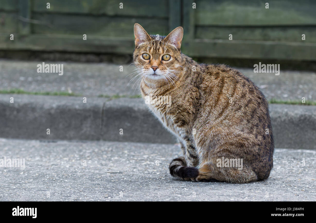 Kleine Tabby Katze sitzend in die Kamera schaut. Stockfoto
