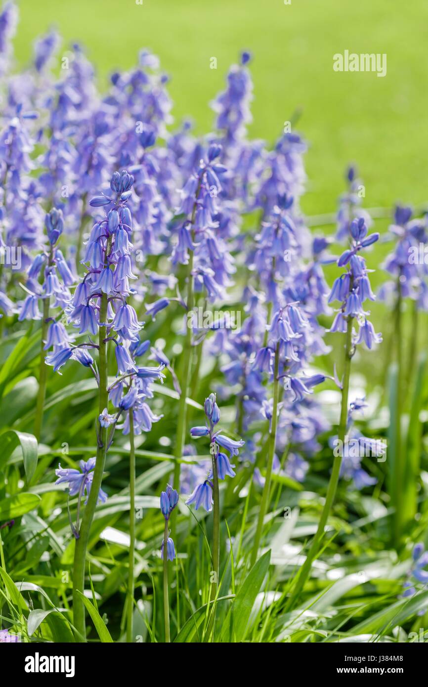 Glockenblumen in einem Garten mit Liegewiese im Hintergrund Stockfoto