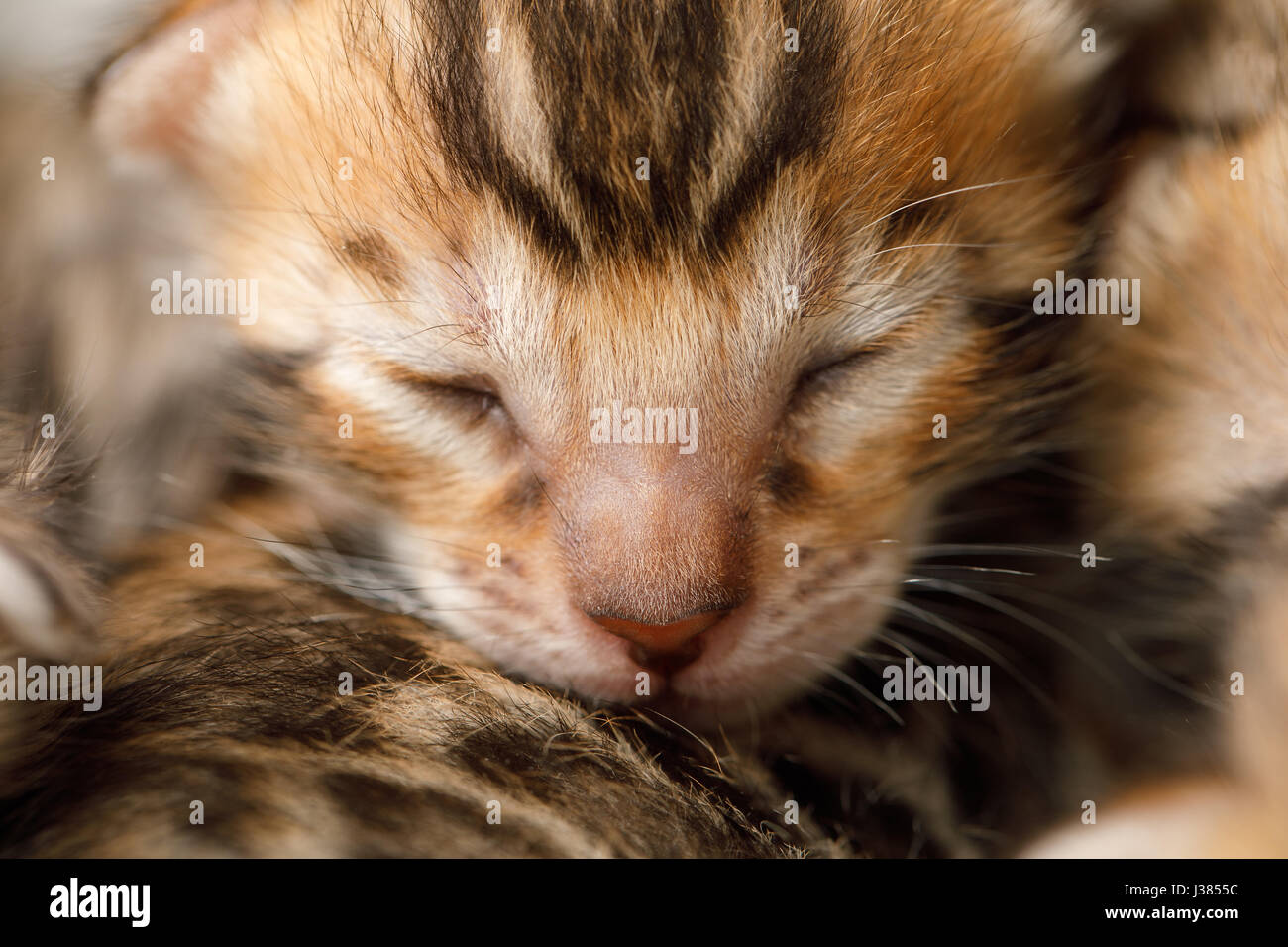 Neugeborenes Kätzchen Bengal Stockfoto