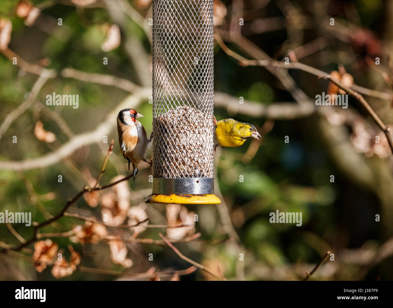 Eurasische Zeisig (Zuchtjahr Spinus) und europäische Stieglitz (Zuchtjahr Zuchtjahr) Fütterung auf Sonnenblumen Herzen aus ein Futterhäuschen für Vögel im Garten Surrey, UK Stockfoto