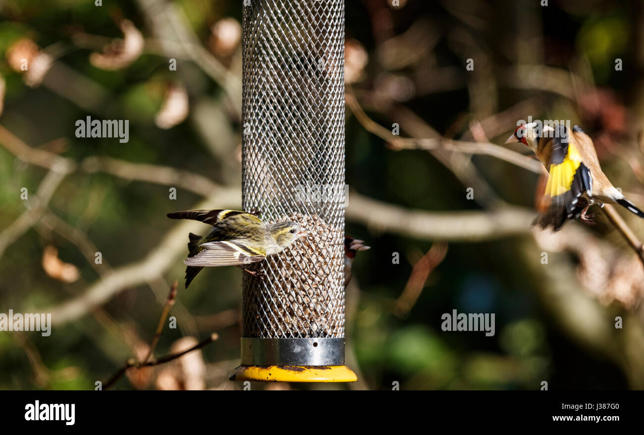 Eurasische Erlenzeisig, Zuchtjahr Spinus reagiert aggressiv auf Annäherung an europäische Stieglitz, Zuchtjahr Zuchtjahr auf ein Futterhäuschen für Vögel im Garten Surrey, UK Stockfoto