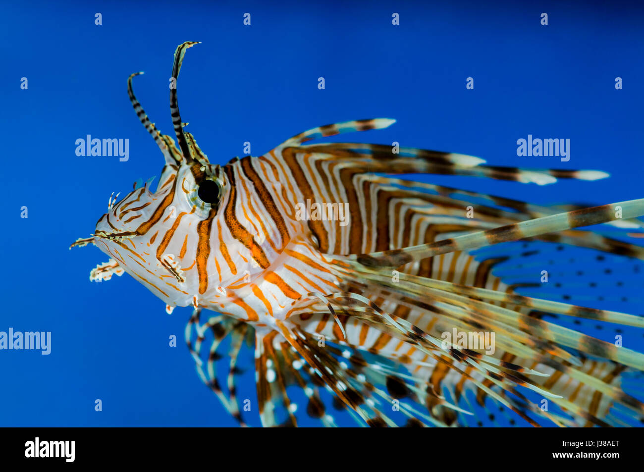 Volitan Lionfish in einem Aquarium schwimmen. Volitan Lionfish ist auch bekannt als die gemeinsame Rotfeuerfische, rot Firefish Turkeyfish und Butterfly Cod. Die Stockfoto