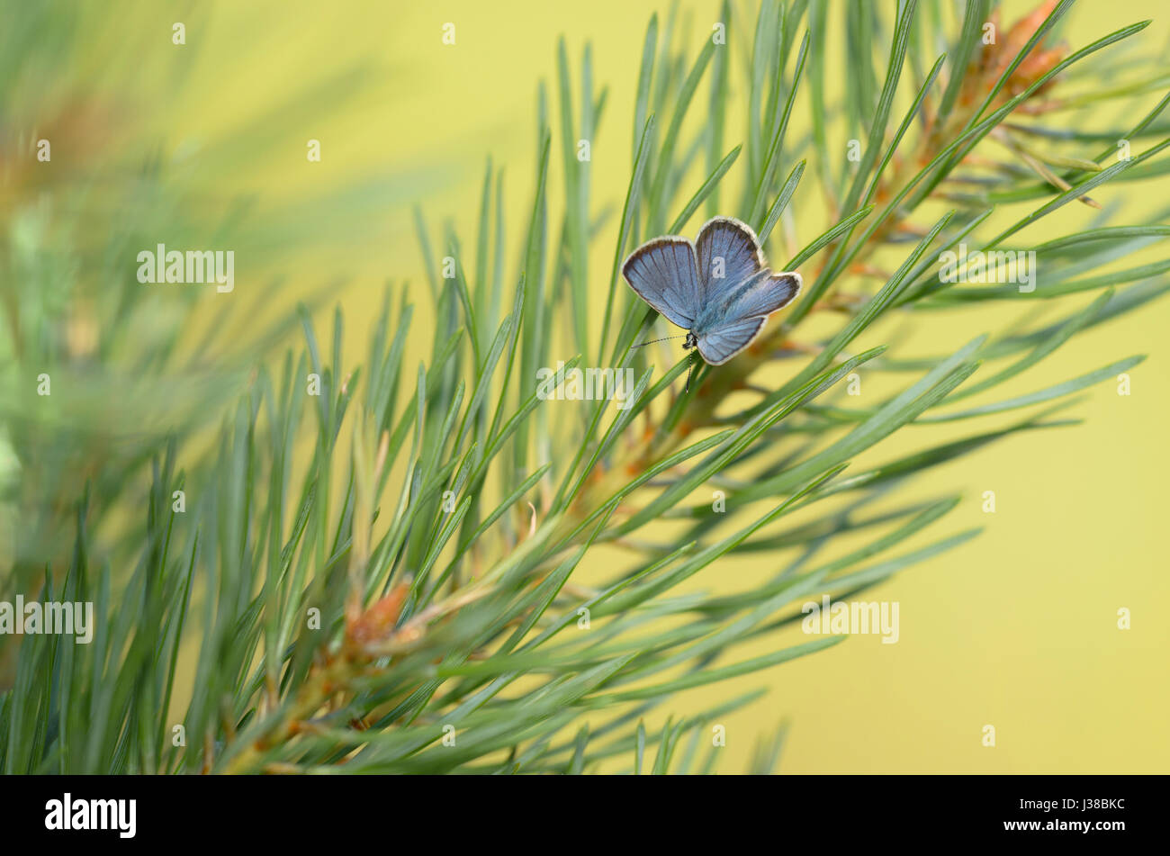 Idas blau (Plebejus Idas) Stockfoto