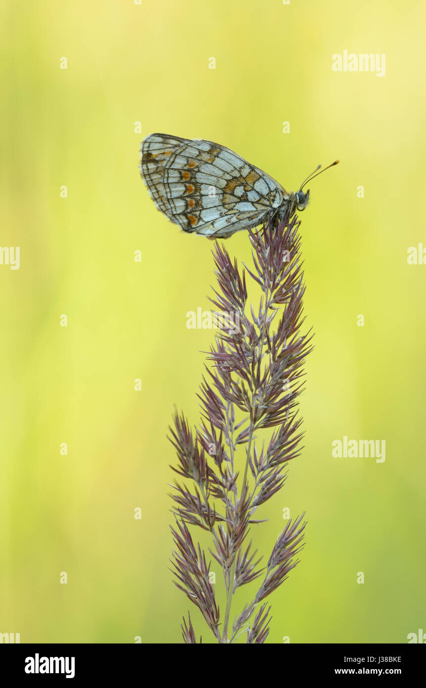 Heide Fritillary (Melitaea Athalia) Stockfoto