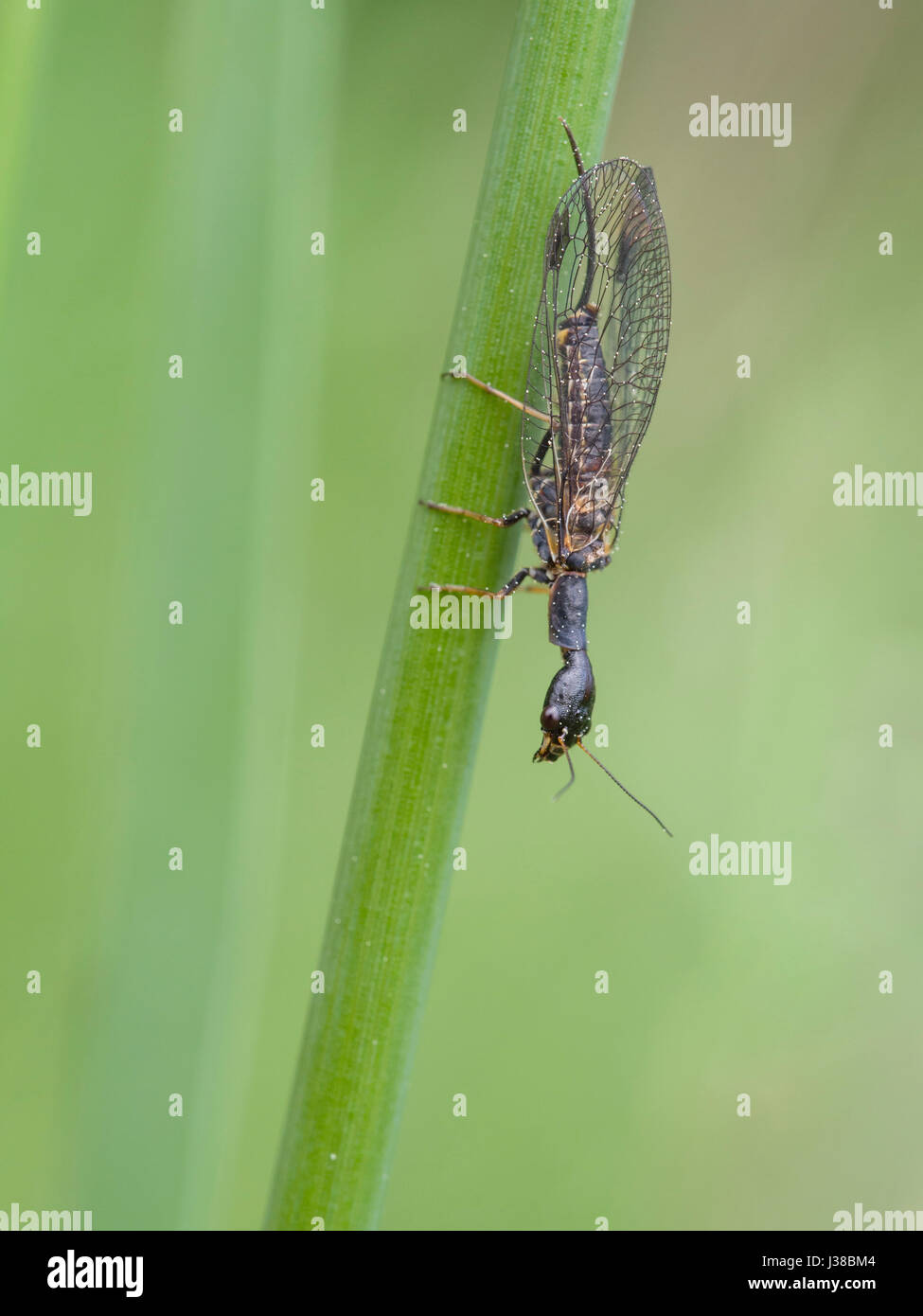 Snakefly (Phaeostigma Notata) Stockfoto