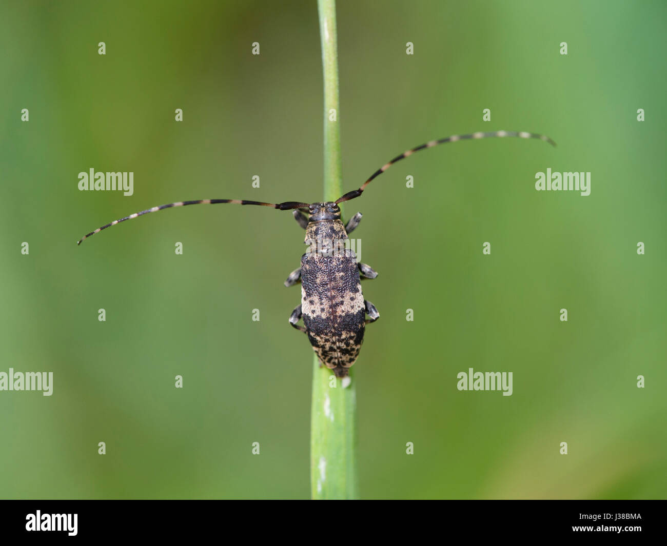 Longhorn Beetle, Leiopus nebulosus Stockfoto