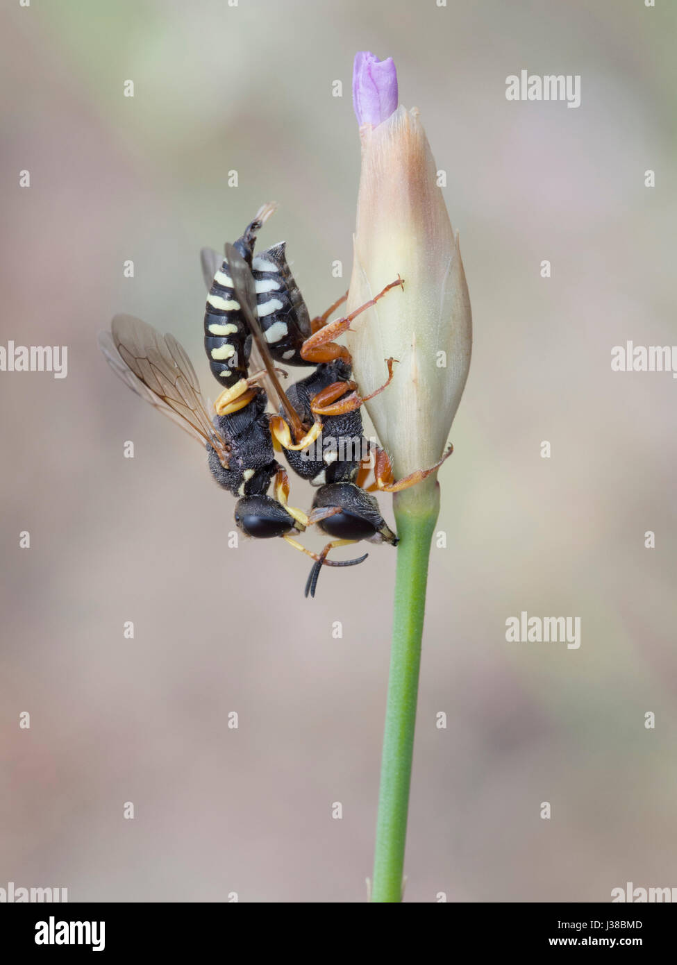 Wasp, Lestica Alata Stockfoto