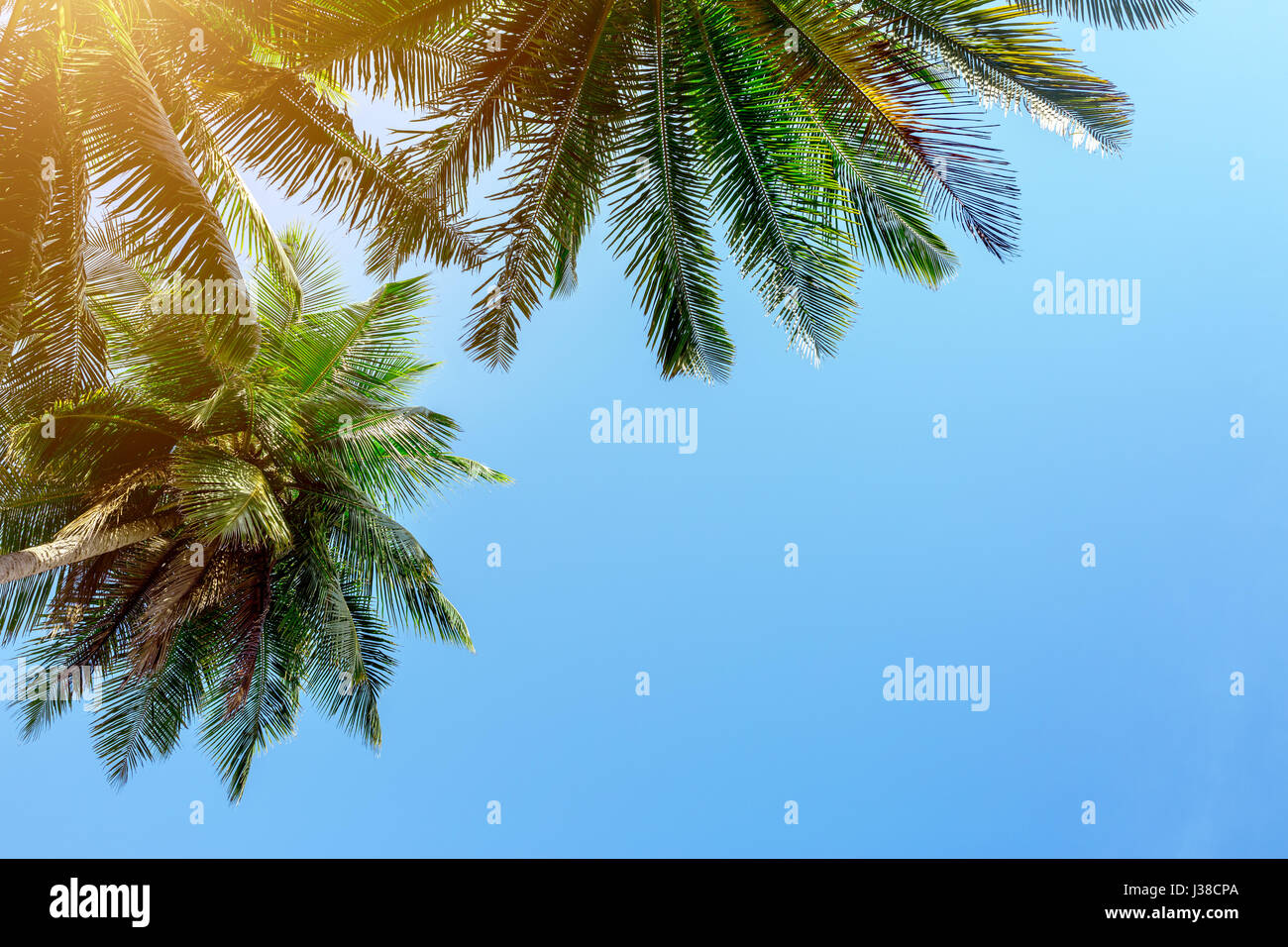 Palme auf Himmelshintergrund Stockfoto