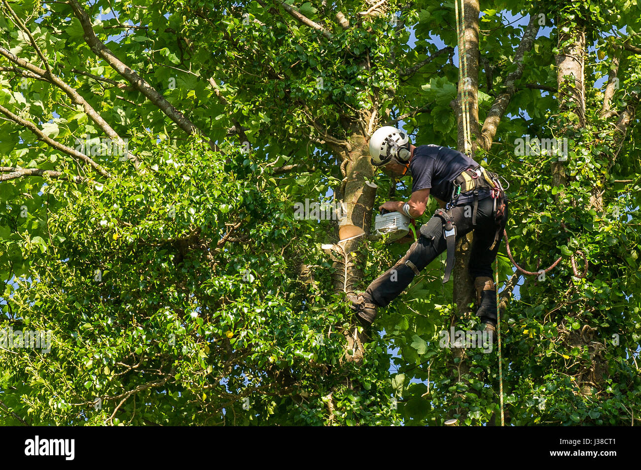 Ein Baumpfleger Äste von einer Platane Obstbauer Klettern Sicherheitsgurt Seil Seile angeseilt arbeiten in der Höhe beschneiden Stockfoto