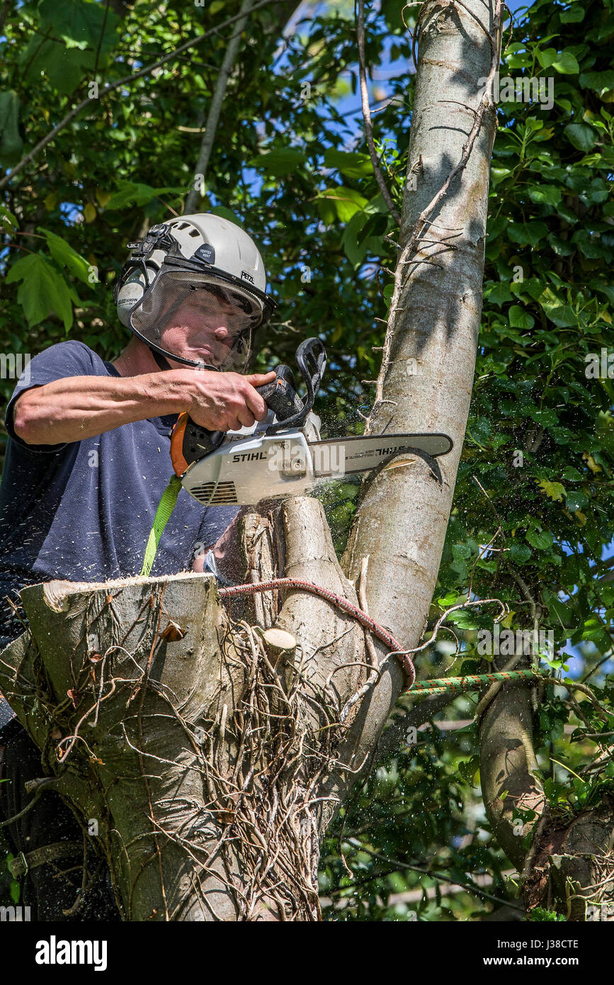 Arboriculturalist; Baumpfleger; Schneiden mit der Motorsäge; Klettern; Baum; Zweigniederlassung; Äste; Laub; Seil; Seile; Angeseilt; Sicherheitsgurt; Arbeiter Stockfoto