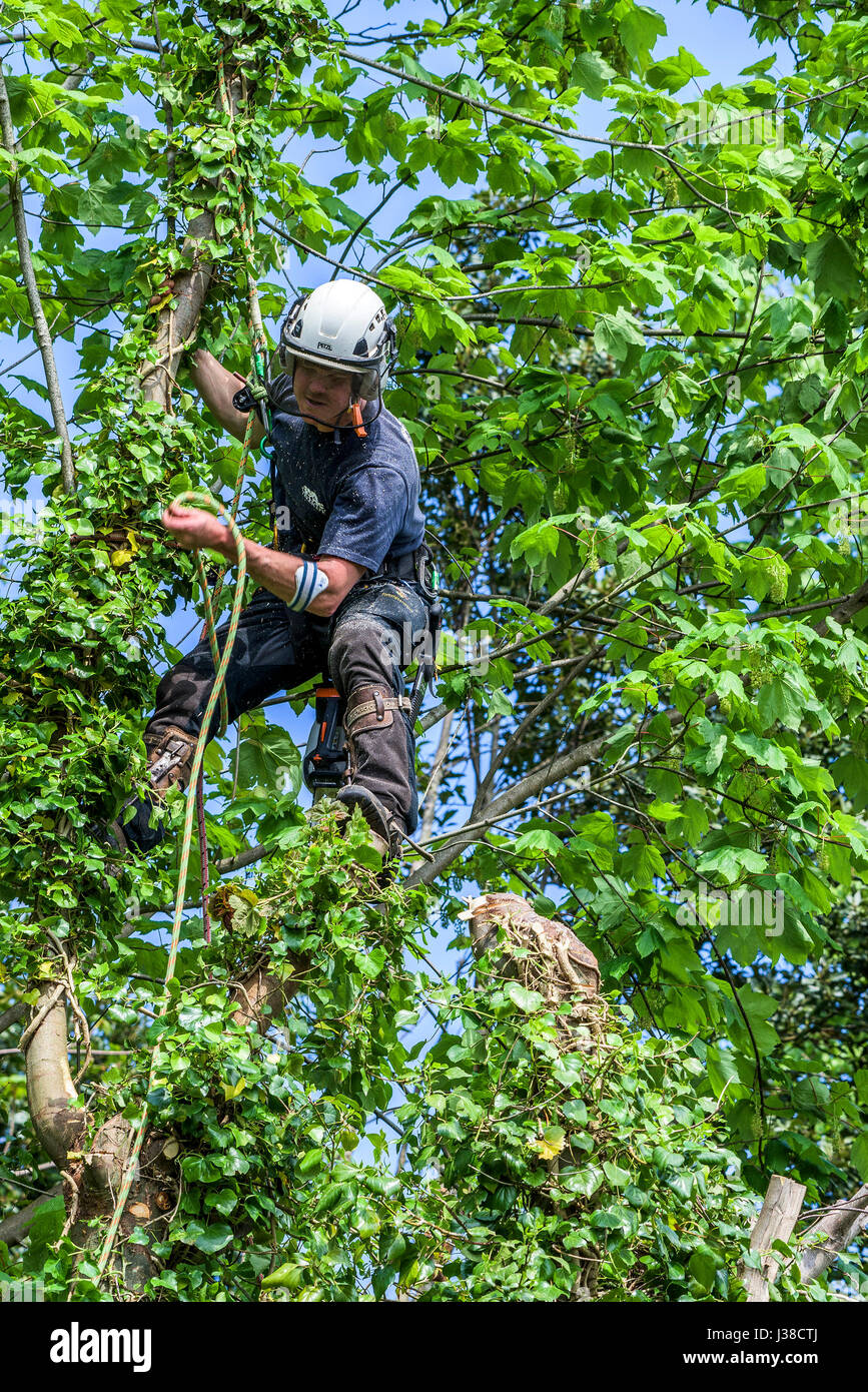 Baumpfleger, die Arbeiten in großer Höhe Sicherheitsgurt angeseilt qualifizierte Arbeitnehmer Schutzkleidung qualifizierte Arbeiten Obstbauer Baumpfleger Klettern Laub Stockfoto