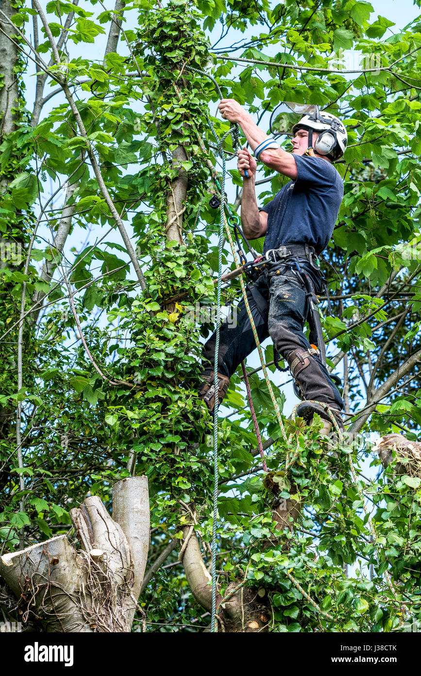 Baumpfleger Obstbauer Klettern Sicherheitsgurt Seil Seile angeseilt schützende Arbeitskleidung Baum Zweige Laub Baumpfleger Handbuch Arbeiter Stockfoto