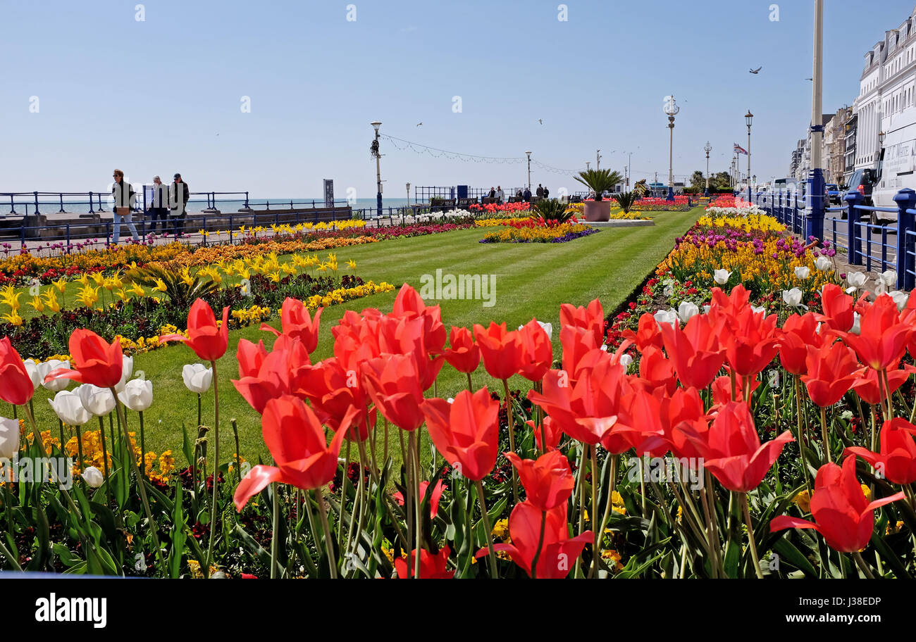 Schöne Tulpen und Frühlingsblumen auf Display Alond Eastbourne Küste East Sussex UK Stockfoto